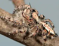 female