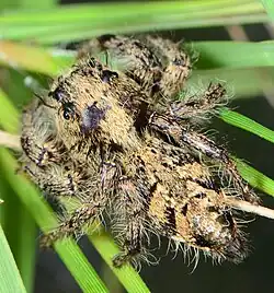 female