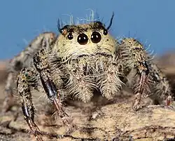 female