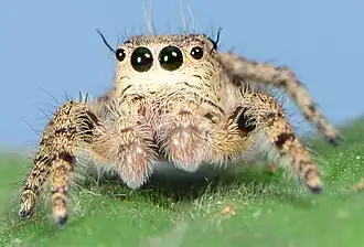 juvenile male