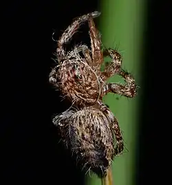 female