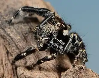 male