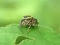 Female
