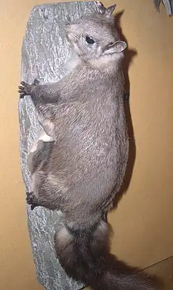 Gray squirrel