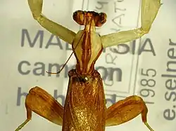 Dead adult male Hymenopus coronatus