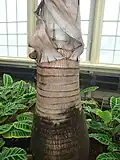 Close-up of trunk.