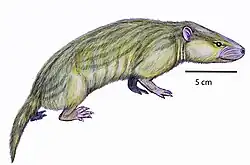 Hyopsodus sp.
