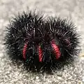 Caterpillar in typical defensive ball