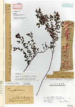 Dried stem and leaf specimen of Hypericum iwatelittorale with collection notes