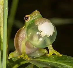 Hyperolius acuticeps Seldomseen