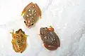 Female reed frogs of different patterns