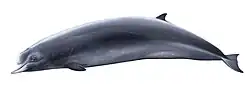 Northern bottlenose whale