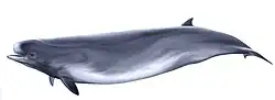 Southern bottlenose whale