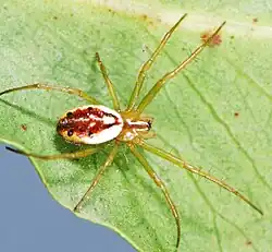 female