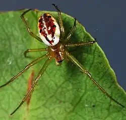 female H. holzapfelae
