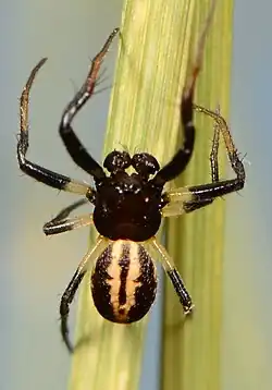 male