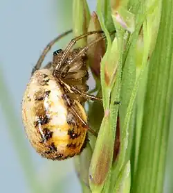juvenile