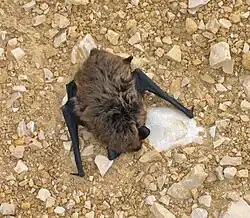 Brown bat