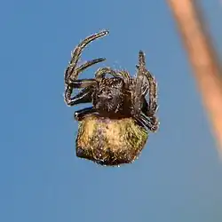juvenile female