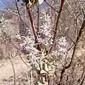 Hyptis albida