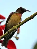 male A. m. heliocalus