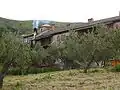 Olive trees near the Monastery
