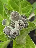 Physochlaina orientalis : same shoot after nine days, bearing developing flower buds displaying imbricate corolla aestivation.