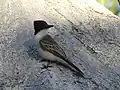 In Cuba[12]