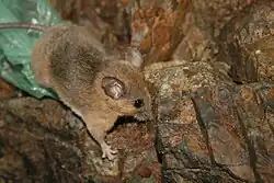 Brown mouse
