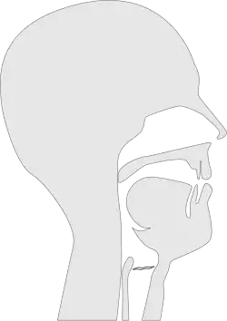 Sagittal section of a vocal tract pronouncing the IPA sound ʊ. Note that a wavy glottis in this diagram indicates a voiced sound.​​​