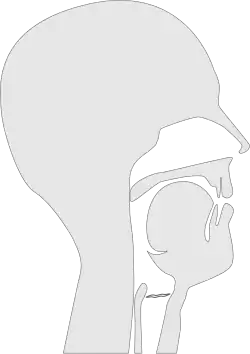 Sagittal section of a vocal tract pronouncing the IPA sound ⟨i⟩. Note that a wavy glottis in this diagram indicates a voiced sound.
