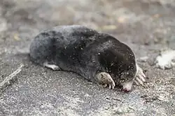 Black mole