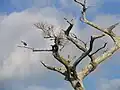 Ibis on the Loxahatchee