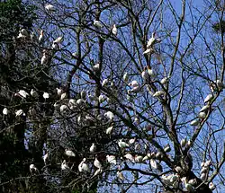 A tree full of American white ibis on the St. Johns.