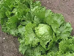 A row of green iceberg lettuce in dirt