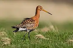 Icelandic_black-tailed_godwit_(Limosa_limosa_islandica)