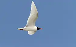 Mediterranean gull, Ferrara, Ravenna