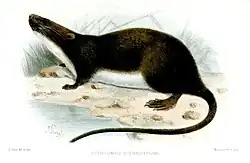 Drawing of brown and white rat