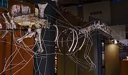Mounted partial skeleton of a spinosaurid dinosaur with a wave-like sail at a museum