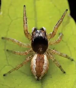 female I. pulchellus