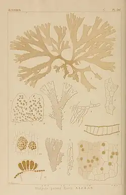 Illustration of "Dictyota bartayresiana"