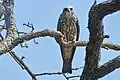 A juvenile in Oklahoma, USA