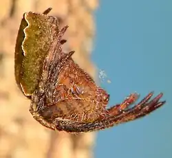 female
