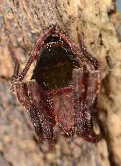 male
