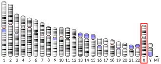 X chromosome (human)