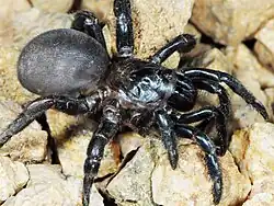 female I. gunningi