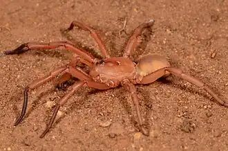 male I. sylvestris