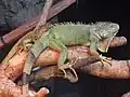Tree branch with a large green lizard with a prominent wattle, spikes down its back, long claws, thousands of distinct green and brown scales, and bands of brown and green on its tail. A smaller browner lizard of the same kind sits on the larger one's tail