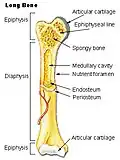 Long bone