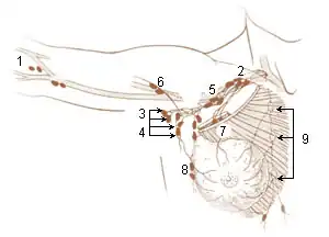 Lymph nodes of the upper limb and breast